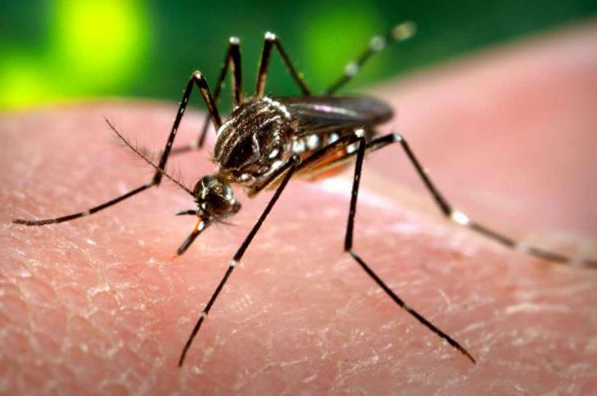 Nyamuk dan virus zika