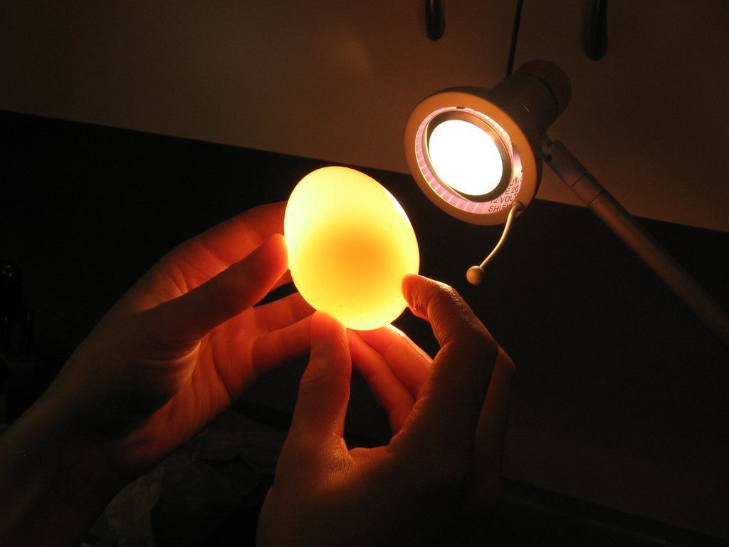 Ilustrasi menyinari telur dengan lampu
