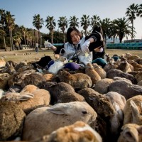 Yuk Kunjungi Pulau Kelinci di Jepang