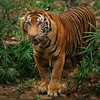 Tragis, 7 Fauna Indonesia Ini Terancam Punah!