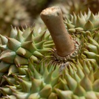 Tips Memilih Durian The King of Fruit